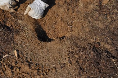 Permakültür, saman ve toprak zenginliği yoluyla karbondioksit oranının azaltılması için yeniden ağaçlandırma