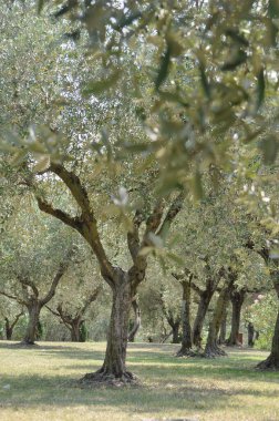 Zeytin ağacı bilimsel adı Olea europaea doğal bir arkaplan olarak kullanışlıdır