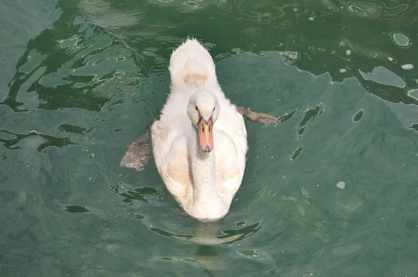 Nombre Científico Del Cisne Blanco Cygnus Aves Clase Animal —  Fotos de Stock