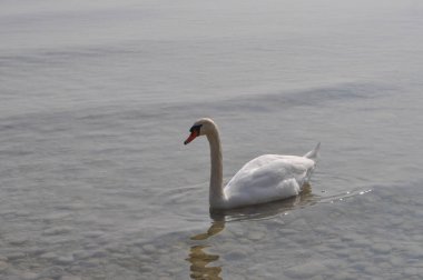 Beyaz kuğu bilimsel adı Cygnus hayvan sınıfı kuşların