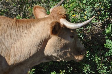 Küçük dağ ineklerinin betizu cinsi