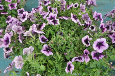 petunia aka surfinia purple flower scientific name Petunia x atkinsiana clipart