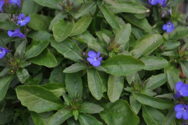 çiçek ve yeşillik arka plan olarak kullanışlıdır