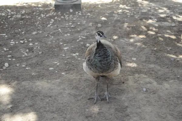 Stock image peahen female peacock aka Indian peafowl aka common peafowl aka blue peafowl peafowl of animal class birds