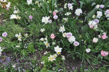 çiçek ve yeşillik arka plan olarak kullanışlıdır