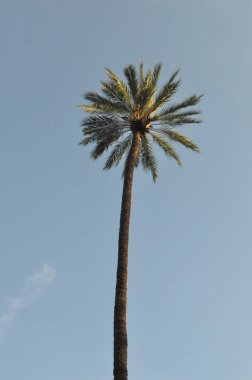 Palmiye ağacı bilimsel sınıflandırma Arecaceae