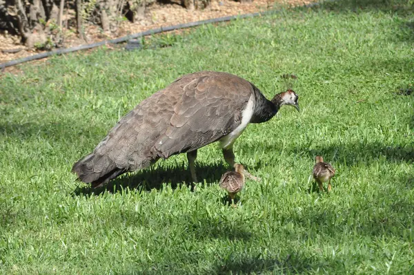 Stock image peahen female peacock aka Indian peafowl aka common peafowl aka blue peafowl peafowl of animal class birds