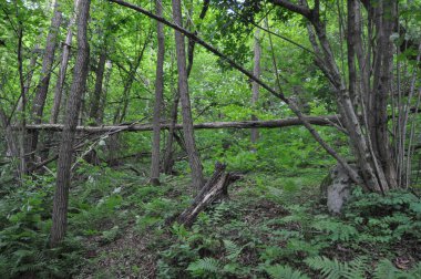Ağaçlar doğal arkaplan olarak kullanışlıdır