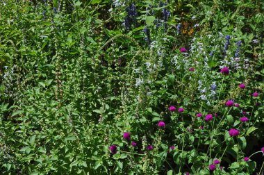 çiçek ve yeşillik arka plan olarak kullanışlıdır