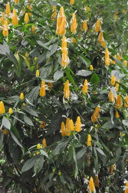 çiçek ve yeşillik arka plan olarak kullanışlıdır