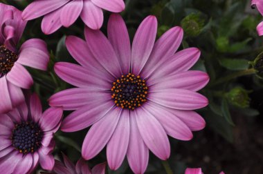 Pembe pelerin Marguerite Afrikalı papatya çiçeği bilimsel adı Dimorphotheca ecklonis