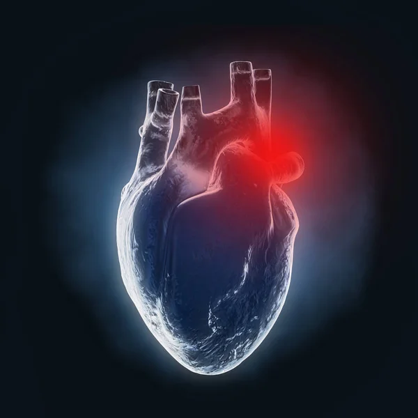Human Heart Anatomy Internal Organ Ray Hologram View Red Zone — Φωτογραφία Αρχείου