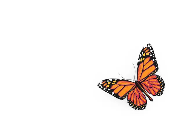 Motyl Żółtych Pomarańczowych Kolorach Skrzydła Białym Tle Renderowanie — Zdjęcie stockowe