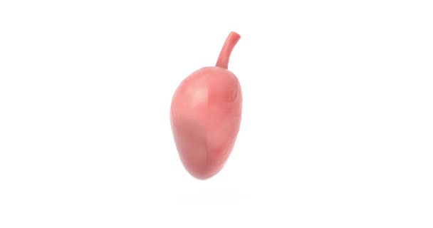 4K決断ビデオ アルファマットで白い背景に回転する人間の胃の解剖学内部器官の継ぎ目が無いループ — ストック動画