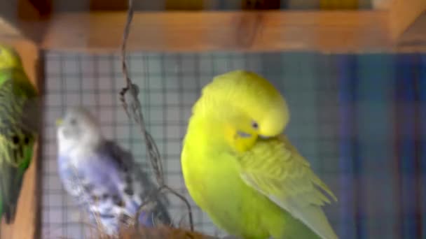 Aranyos Kék Sárga Papagáj Hatalmas Ketrecben — Stock videók