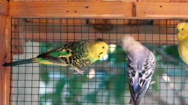 Büyük kafeste şirin mavi ve sarı muhabbet kuşu.