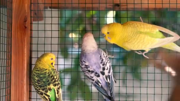 Χαριτωμένο Μπλε Και Κίτρινο Παπαγαλάκι Στο Τεράστιο Κλουβί — Αρχείο Βίντεο