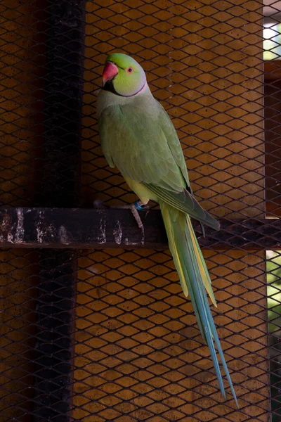 인도흰 앵무새는 매력적 영리하며 동물이다 — 스톡 사진