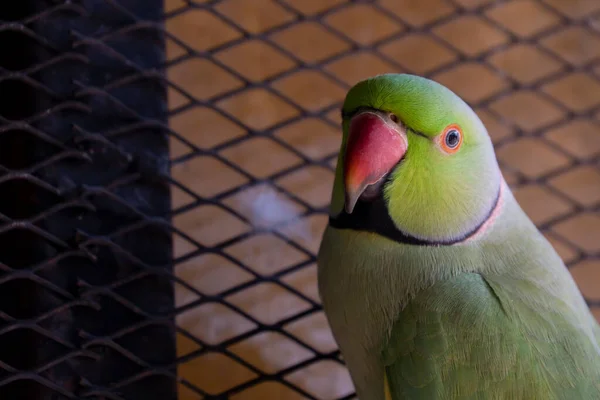 Indické Papoušky Jsou Atraktivní Inteligentní Přátelští Mazlíčci — Stock fotografie
