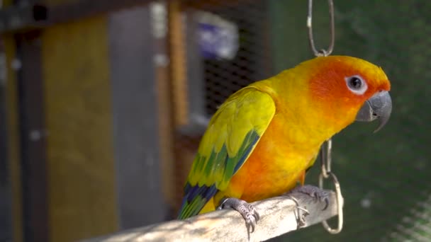 Słońce Conure Papuga Lub Ptak Piękne Jest Aratinga Żółty Rękę — Wideo stockowe