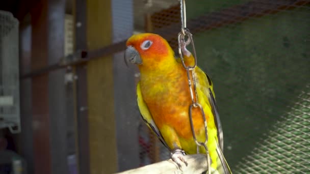 Hermosa Aratinga Tiene Amarillo Mano Aratinga Solstitialis Mascota Exótica Adorable — Vídeo de stock