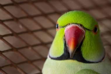 Hint Ringneck papağanları çekici, zeki ve dost canlısı hayvanlardır.