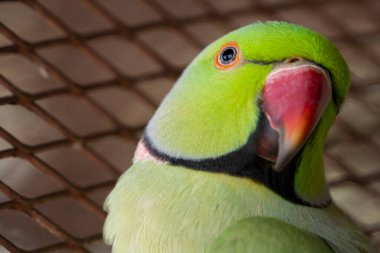 Hint Ringneck papağanları çekici, zeki ve dost canlısı hayvanlardır.