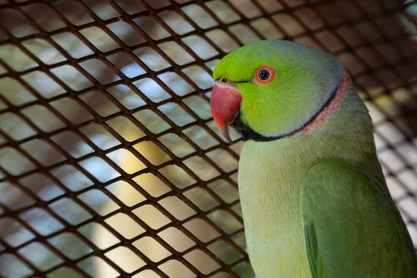 Les Perroquets Indiens Sont Des Animaux Attrayants Intelligents Sympathiques — Photo