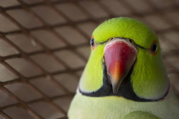 Hint Ringneck Papağanları Çekici Zeki Dost Canlısı Hayvanlardır — Stok fotoğraf