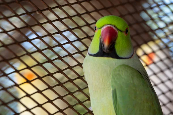 Ινδιάνοι Παπαγάλοι Ringneck Είναι Ελκυστικά Έξυπνα Και Φιλικά Κατοικίδια Ζώα — Φωτογραφία Αρχείου