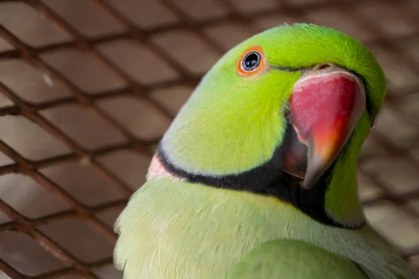 Indické Papoušky Jsou Atraktivní Inteligentní Přátelští Mazlíčci — Stock fotografie