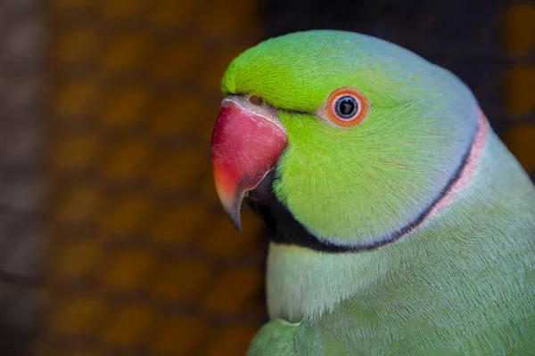 Hint Ringneck Papağanları Çekici Zeki Dost Canlısı Hayvanlardır — Stok fotoğraf