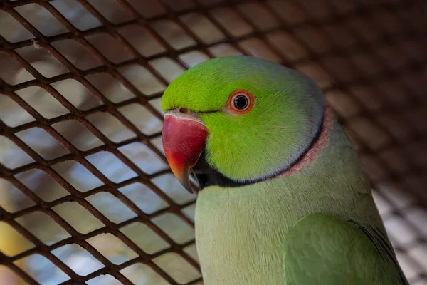 Indiano Ringneck Papagaios São Atraentes Animais Estimação Inteligentes Amigáveis — Fotografia de Stock