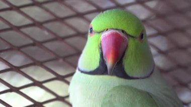 Hint Ringneck papağanları çekici, zeki ve dost canlısı hayvanlardır.