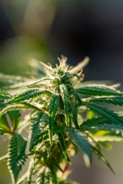 Kenevir tomurcuğu serada satival, marihuana çiçeği tomurcuğu arka planda bitkisel ilaç