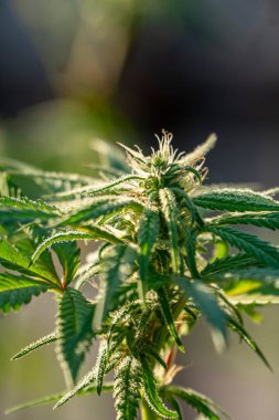 Kenevir tomurcuğu serada satival, marihuana çiçeği tomurcuğu arka planda bitkisel ilaç