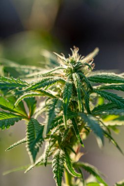 Kenevir tomurcuğu serada satival, marihuana çiçeği tomurcuğu arka planda bitkisel ilaç