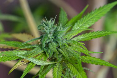 Kenevir tomurcuğu serada satival, marihuana çiçeği tomurcuğu arka planda bitkisel ilaç