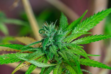 Kenevir tomurcuğu serada satival, marihuana çiçeği tomurcuğu arka planda bitkisel ilaç