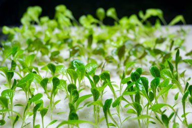 Kopya alanı metni, suda kavramı ile dikilecek hazırlanması için sebze yakın çekim Filiz.