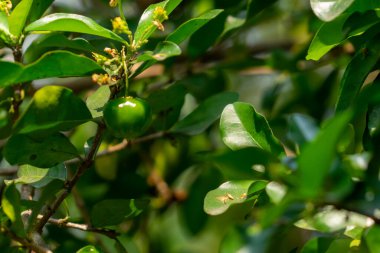 Ağaçta su damlası, yüksek C vitamini ve antioksidan meyveli Acerola kirazı. Ağaçta taze organik Acerola kirazı
