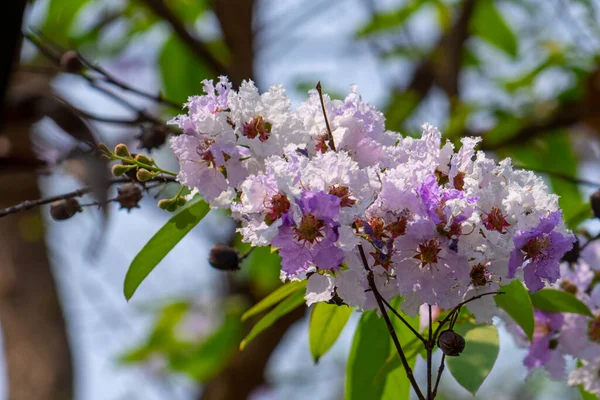 stock image Lagerstroemia floribunda flower, also known as Thai crape myrtle and kedah bungor, is a species of flowering plant in the Lythraceae family. It is native of the tropical region of Southeast Asia