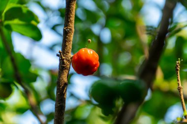 Ağaçta su damlası, yüksek C vitamini ve antioksidan meyveli Acerola kirazı. Ağaçta taze organik Acerola kirazı