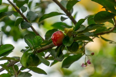 Ağaçta su damlası, yüksek C vitamini ve antioksidan meyveli Acerola kirazı. Ağaçta taze organik Acerola kirazı