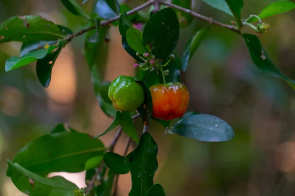 Wiśnia Acerola Drzewie Kroplą Wody Wysoka Witamina Przeciwutleniające Owoce Świeża — Zdjęcie stockowe