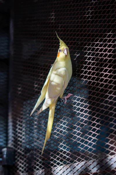 Ενηλίκων Αρσενικό Cockatiel Δει Κάθεται Στο Εξωτερικό Του Μεγάλου Κλουβιού — Φωτογραφία Αρχείου