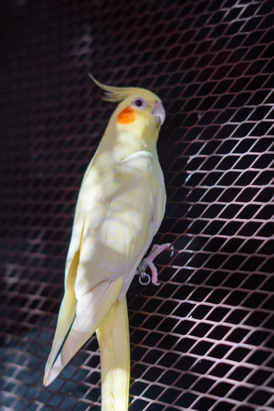 Adult Male Cockatiel Seen Sitting Its Large Cage Looking Photographer — Stock Photo, Image