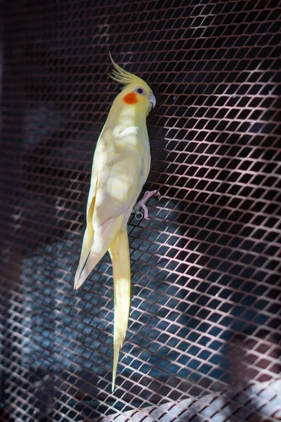 Yetişkin Erkek Papağan Büyük Kafesinin Dışında Oturmuş Fotoğrafçıya Bakarken Görülüyor — Stok fotoğraf