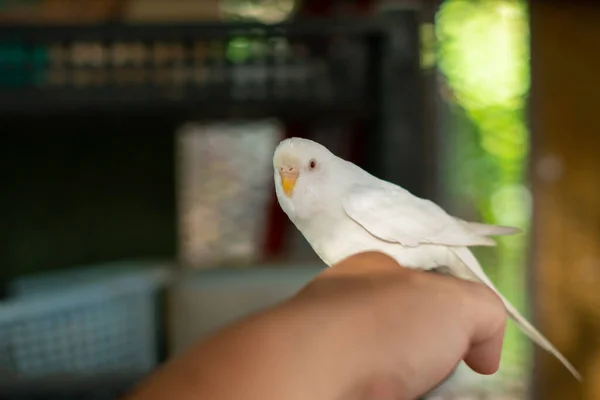 Белый Буджеригар Попугаи Клетке — стоковое фото