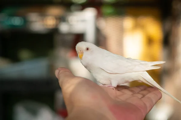 Beyaz Budgerigar Kafeste Muhabbet Kuşları — Stok fotoğraf
